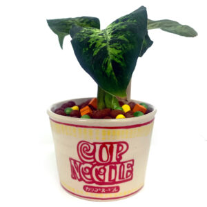 'Cup-o-Noodz' Ceramic Planter